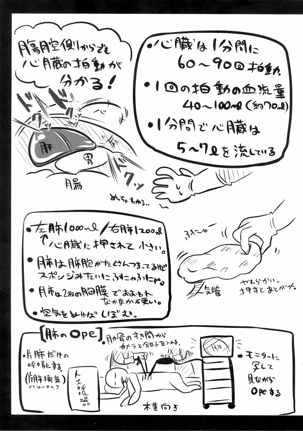 リョナラーのための解剖生理 Page.11