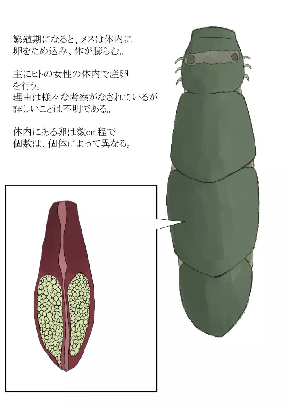 オオムシ解説図鑑 Page.7