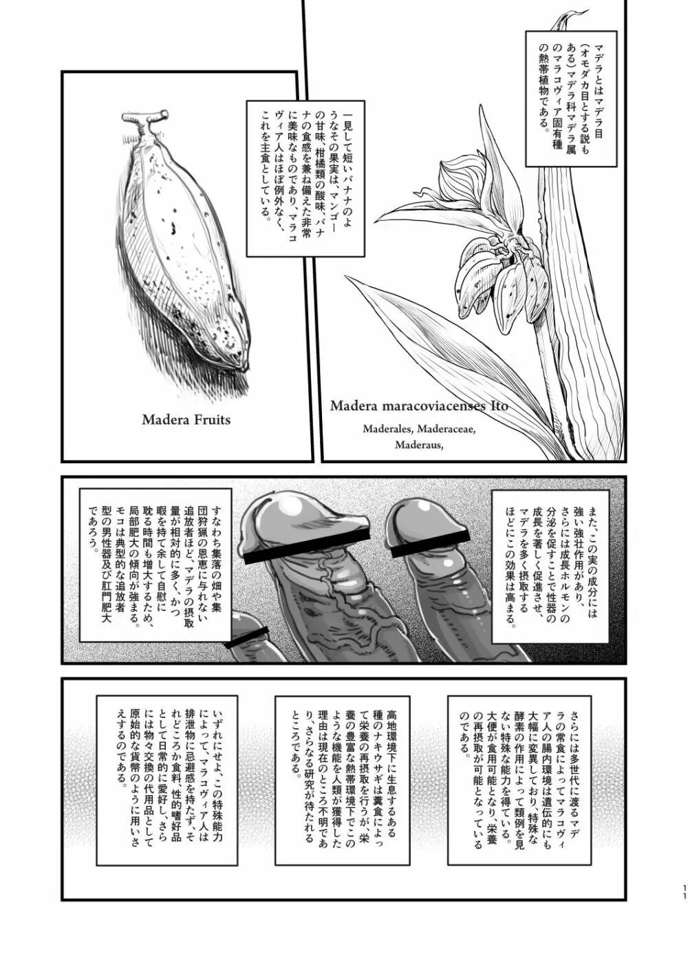 男根のエスノグラフィ ─マラコヴィアの性と排泄─ Page.11